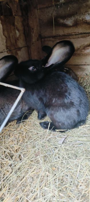 Kroliki rasa mieszana