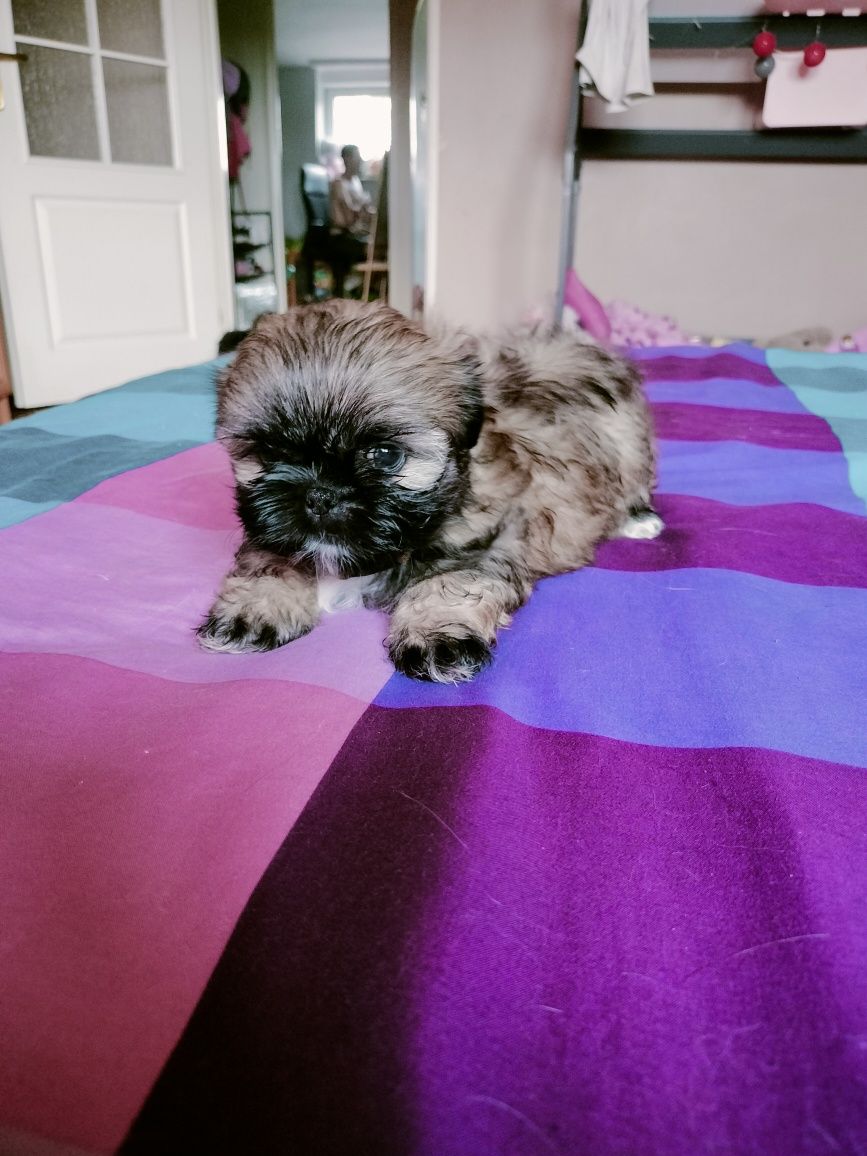 Ostatni piesek shih tzu