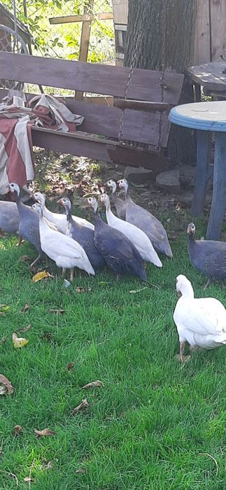 Perliczki pantarki sprzedam