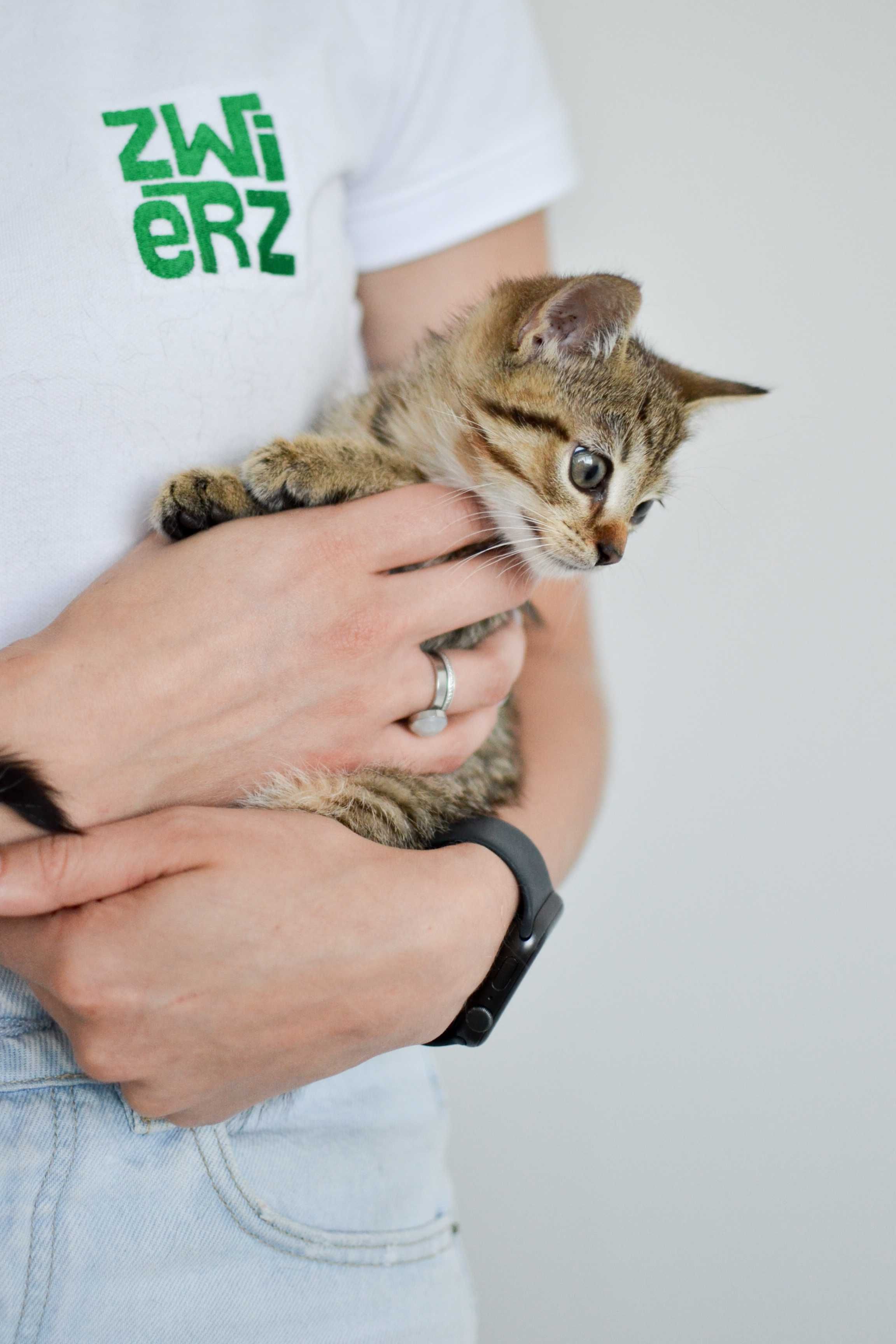 Blanka - 12 tygodniowa, ciekawska kotka do adopcji!