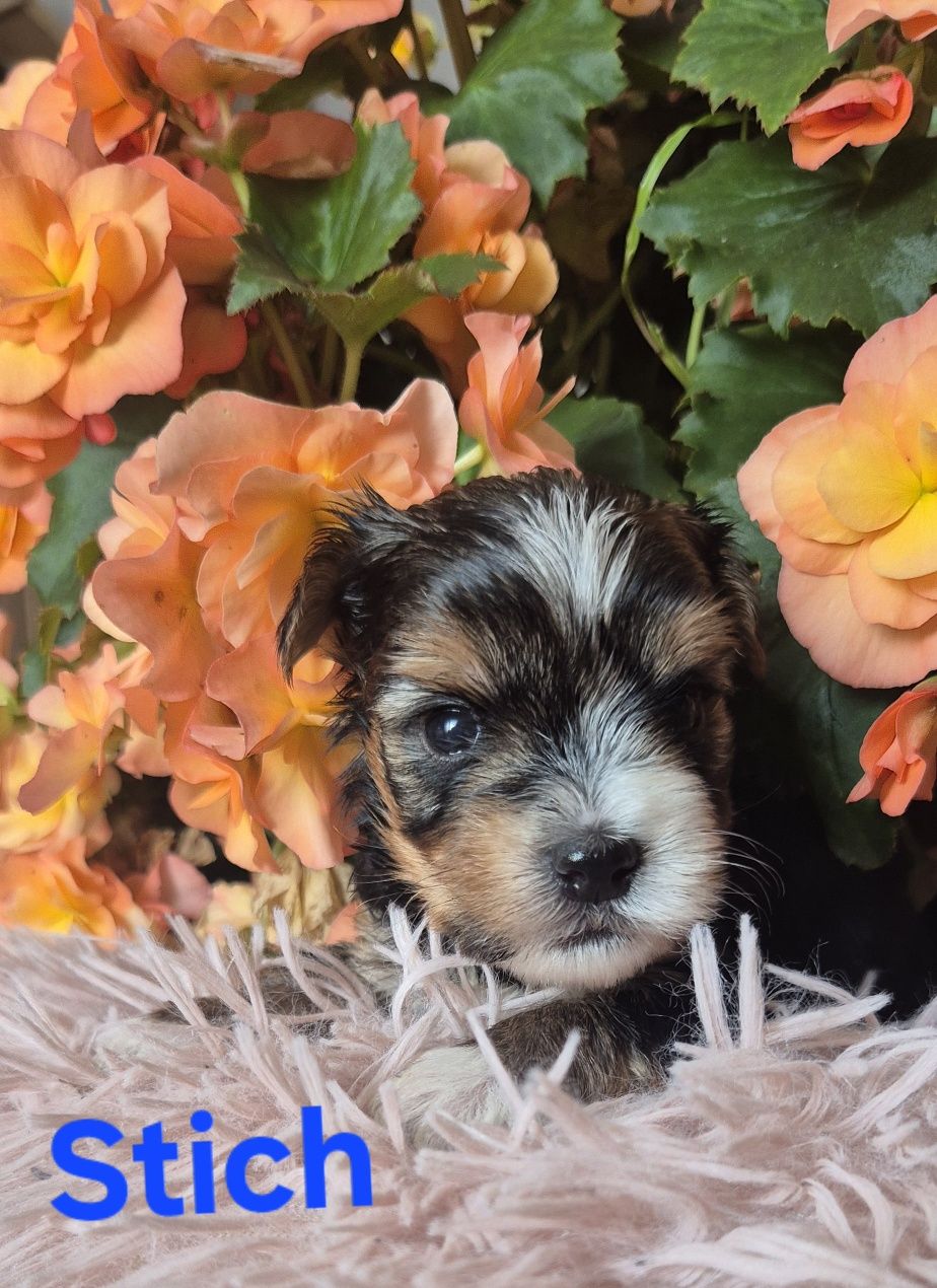 Do Rezerwacji Yorkshire terrier biewer Stich