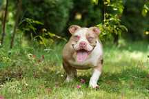 Suczka American bully choco merle