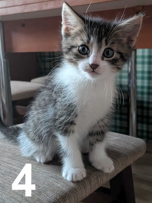 Пухнастики шукають дім