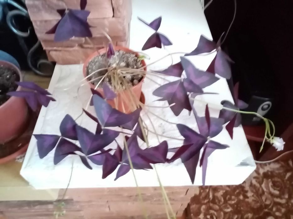 Продам комнатный цветок "Кислица" (оксалис)