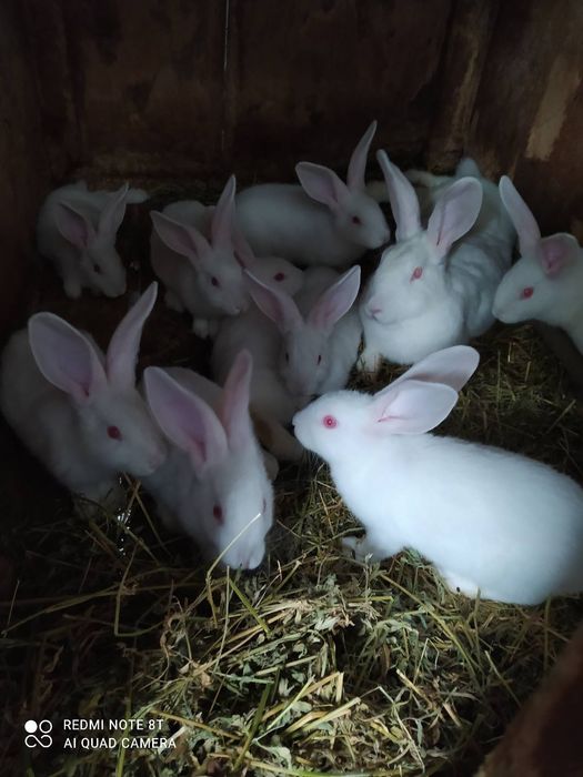 Продам Кролі термонці    250 грн