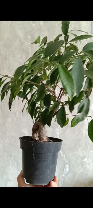 Дорослі фікус бонсай, та дітки Мокламе
