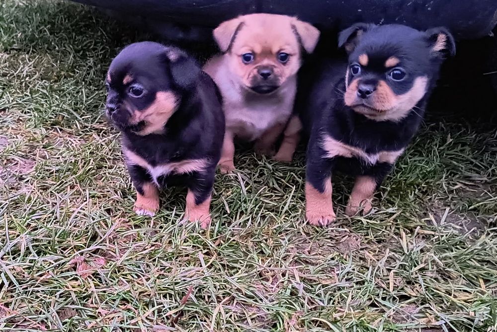 Oddam szczeniaki pekińczyk z pinczerem miniaturowym