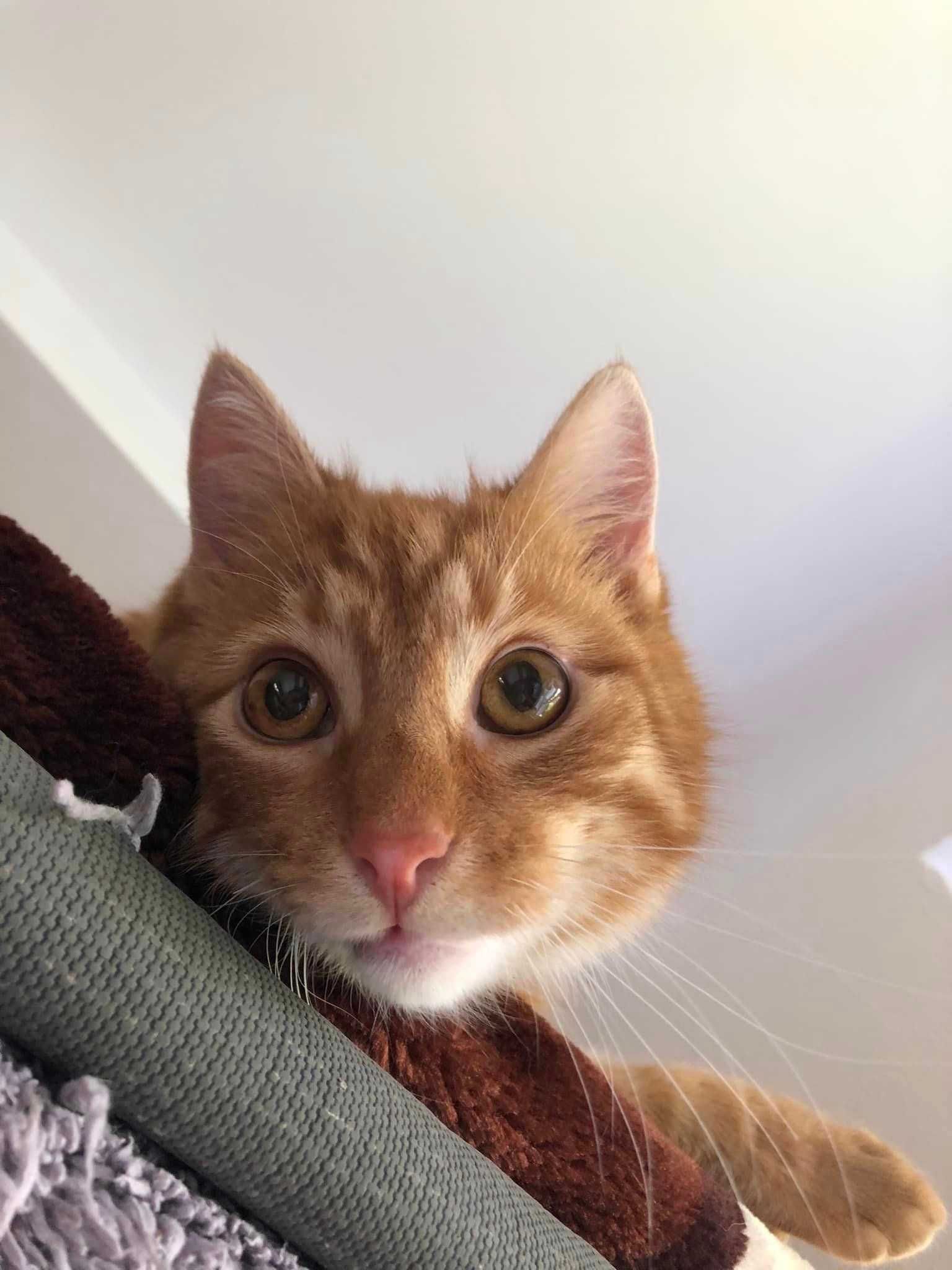 Bibmber piękny rudy kot kociak szuka domu