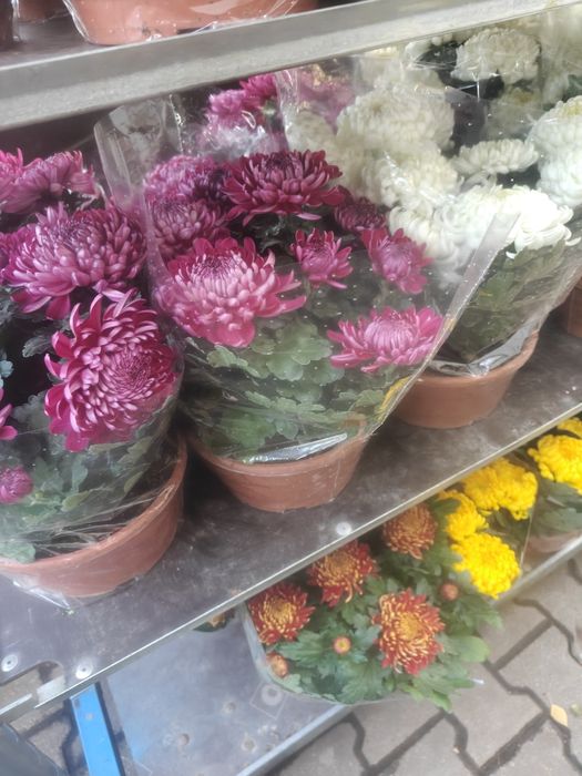 Chryzantemy drobnokwiatowe, wrzosy