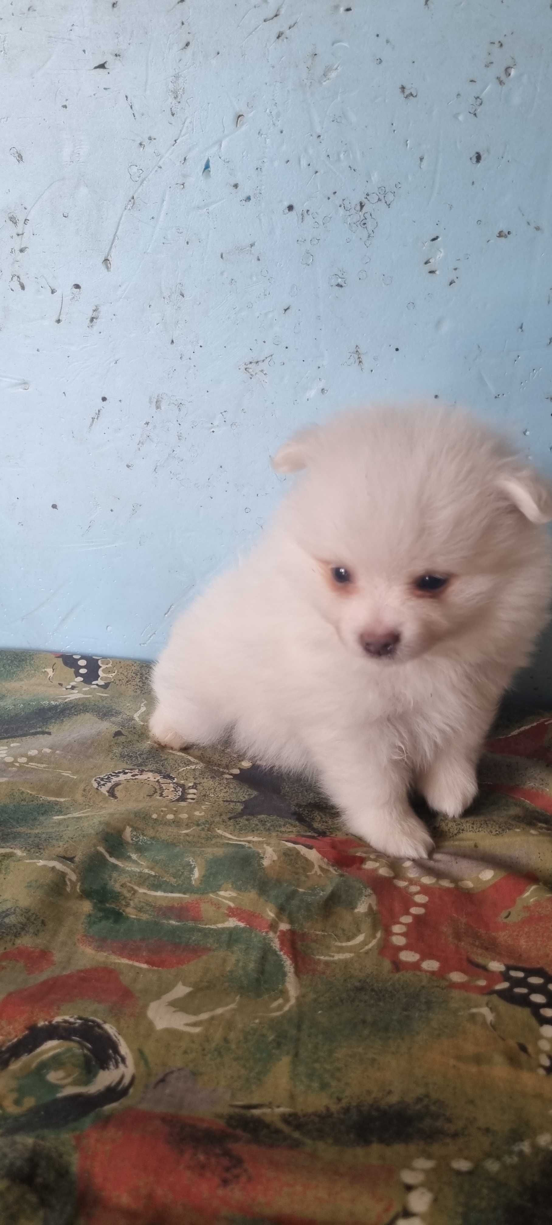 Spitz alemão Lulu da Pomerânia  para alegrar um lar 5 estrelas