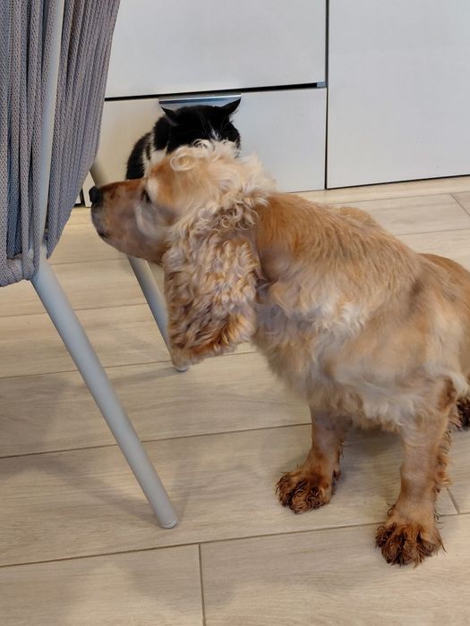 Mel- Cadela cruzada de cocker para adoção responsável