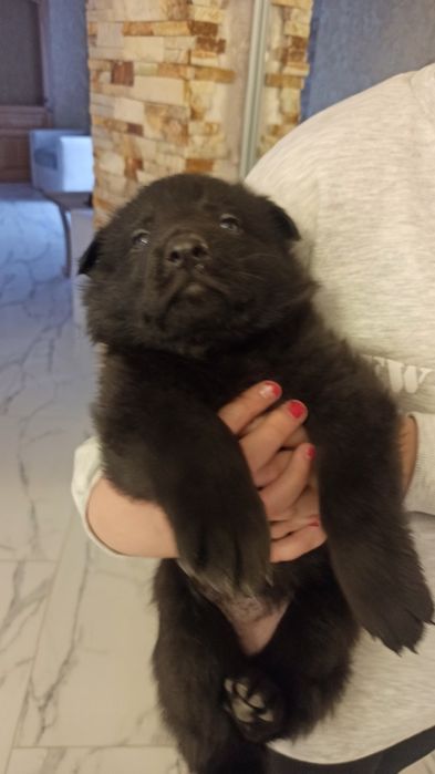 Цуценята німецької вівчарки  чорного окрасу!!!