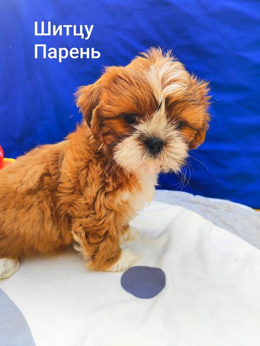 Медовый мальчишка Шитцу