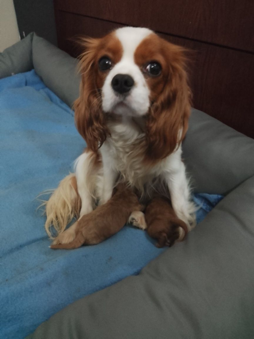 Cavapoo F1 piesek