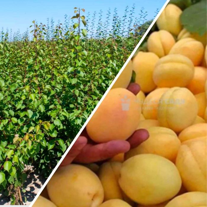 Саджанці абрикоса, персика, сливи, нектарина, яблуня — потужні дерева