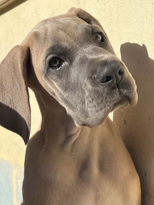 Dogue alemao Isabela