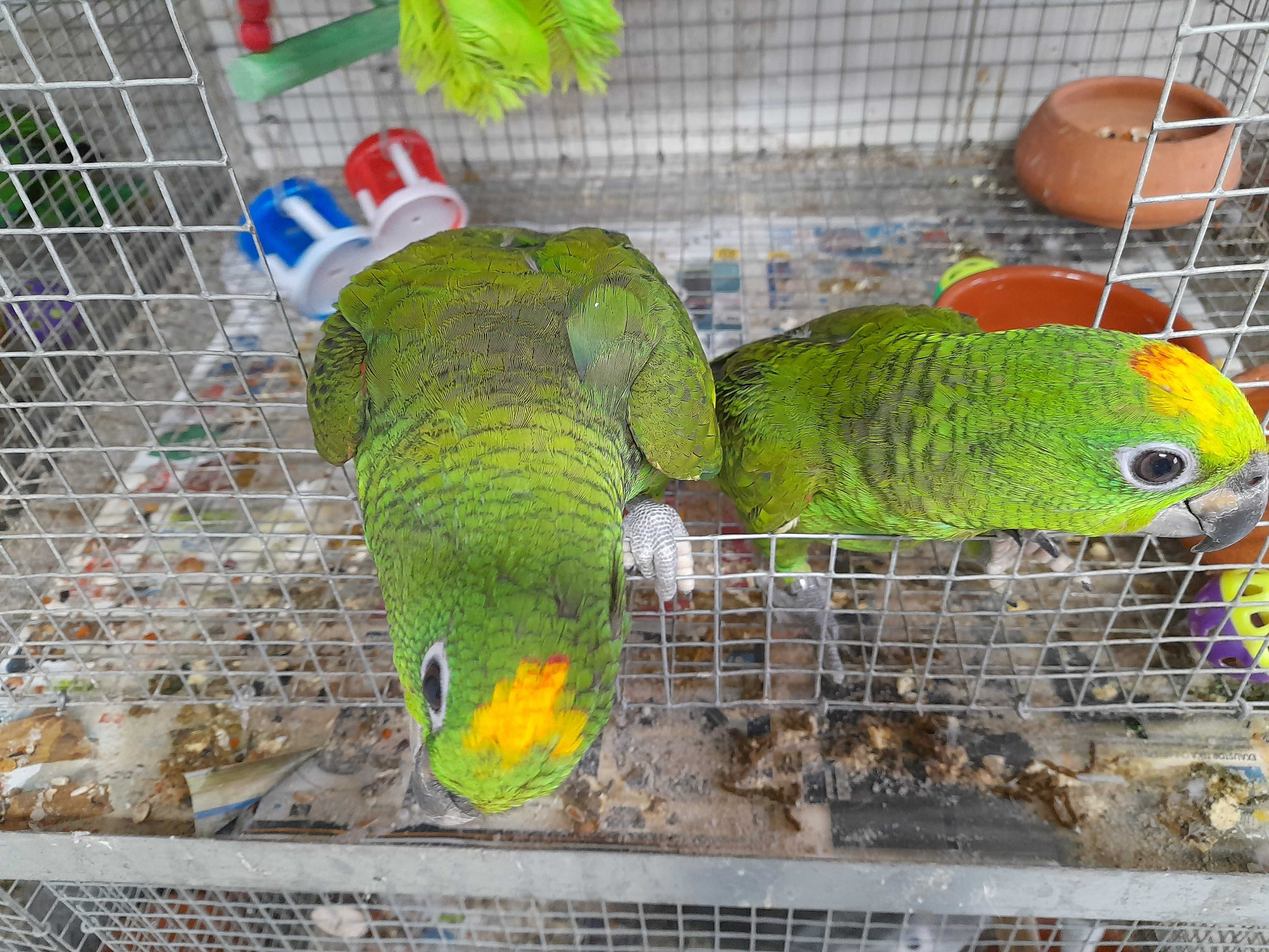Amazonas ochrocephala, bebés de 2025