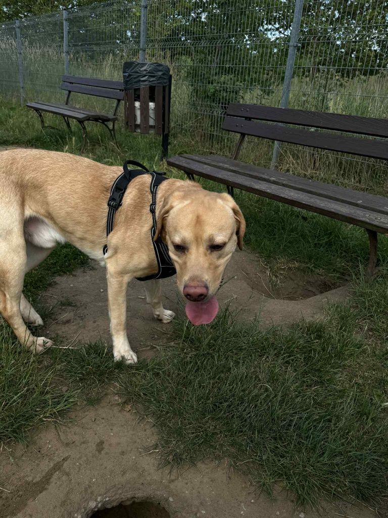 Pilnie oddam Labradora 4 letniego