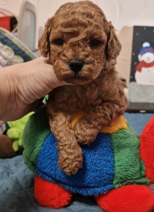 Щенки той пуделя Ред Браун