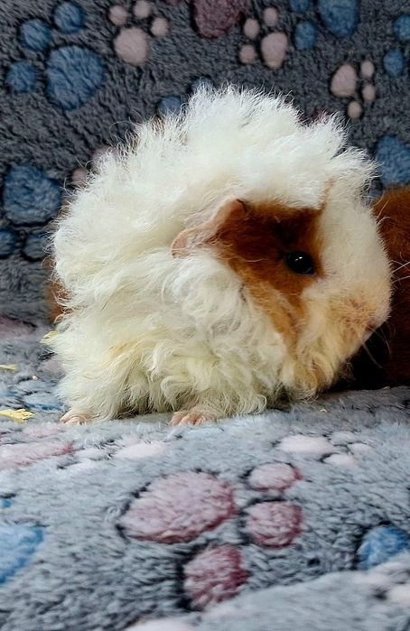 Świnki morskie samiczki Us Teddy