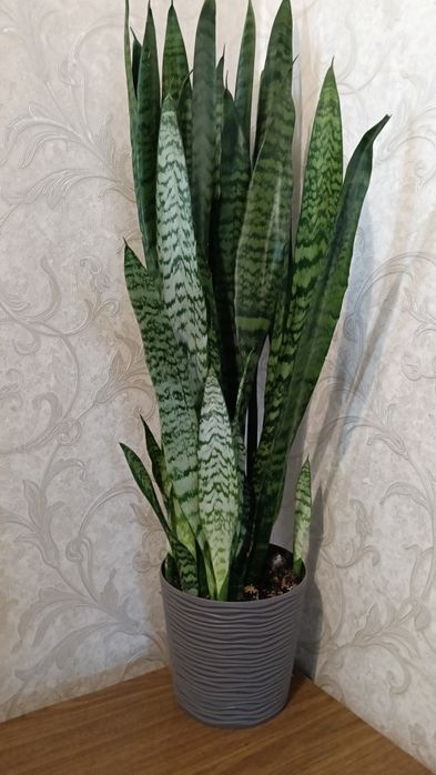 Тещин язик, сансевієрія