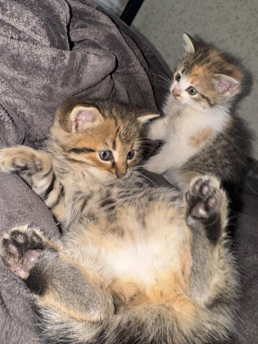 Віддам безкоштовно :) котиків :)