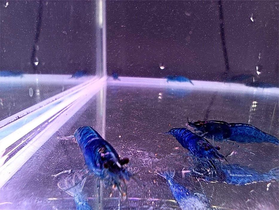 Krewetki Blue Velvet (Gratisy)