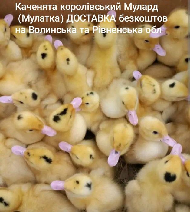 Каченята Мулард Доставка БЕЗКОШТОВНА Волинська та Рівненська область