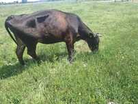 Sprzedam krowe czarna