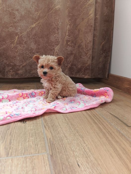Maltipoo - suczka