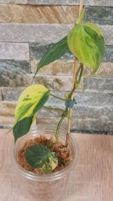 Philodendtin Micans Aurea var.