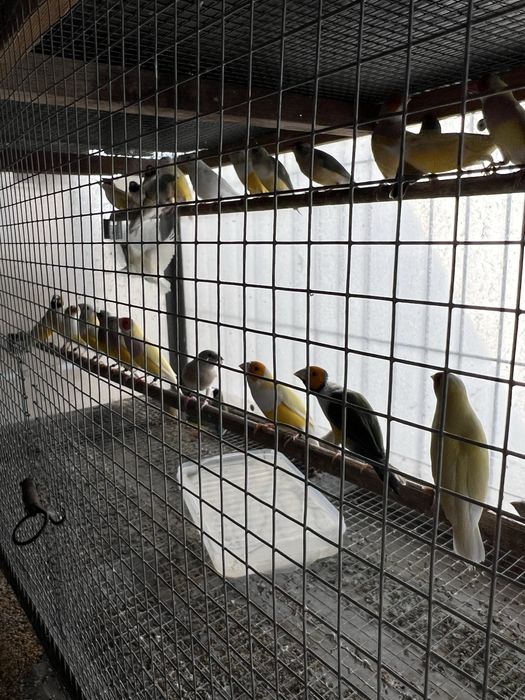 Vendo diamantes de gould