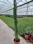 Cupressus semprevirens