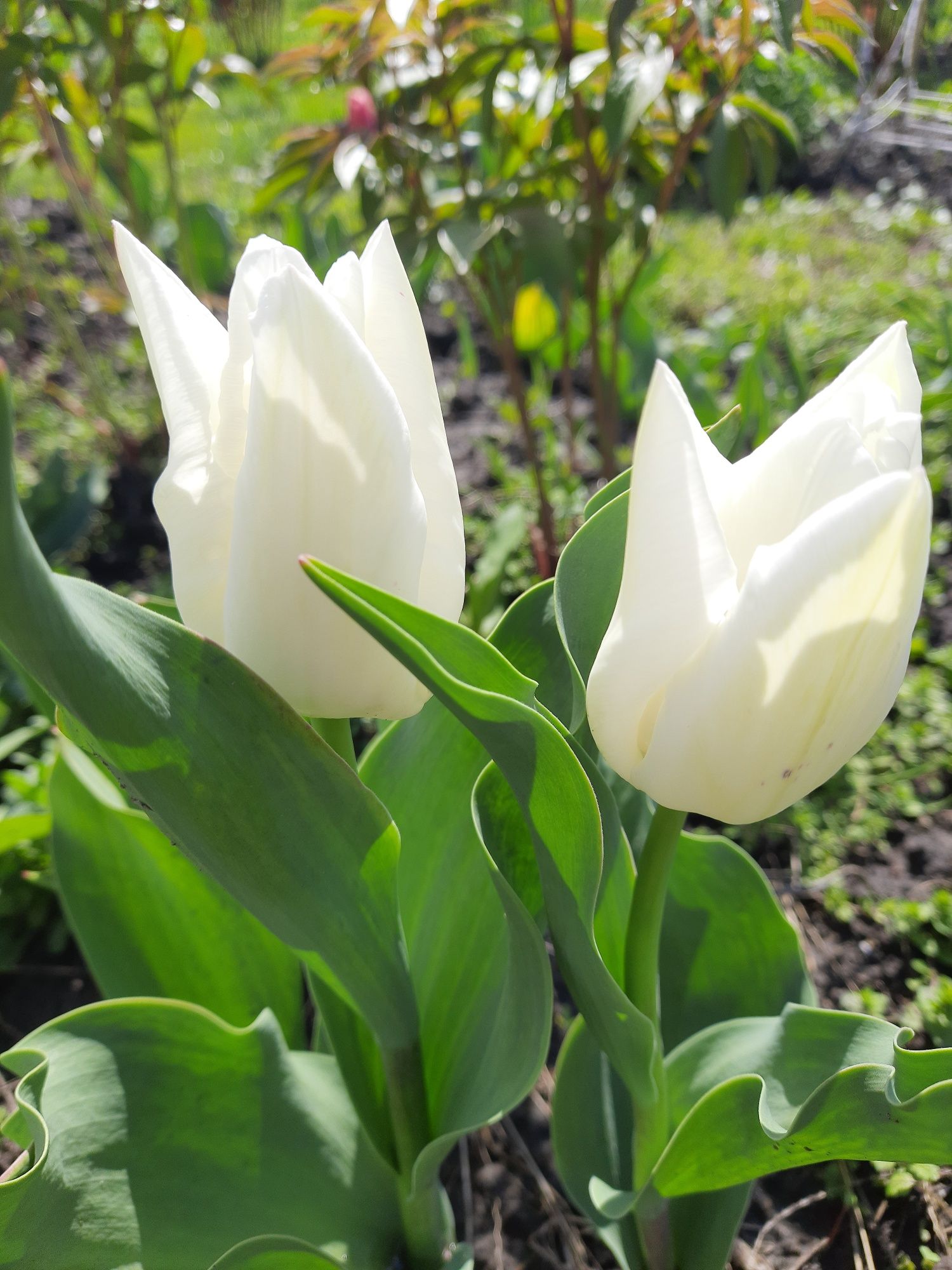 Нарциссы и тюльпаны