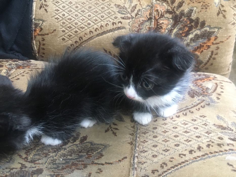 Одам за символічну ціну