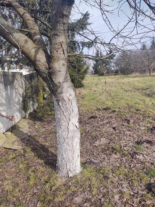 Dom okolice Złotnik Kujawskich 75000zł