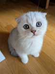 Gatinho Scotiish Fold