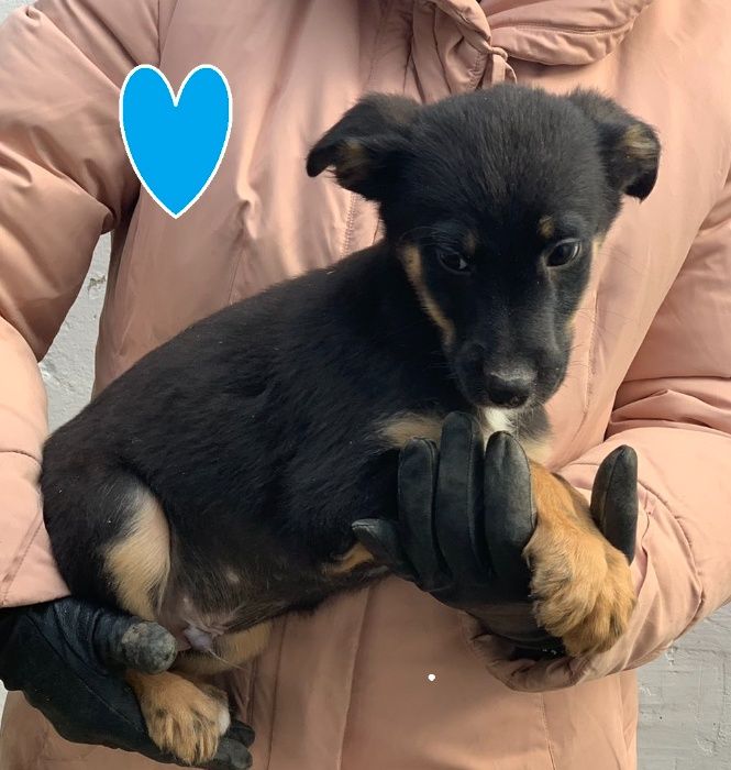 Щенки - подростки в добрые руки