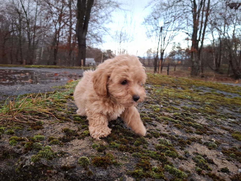 maltipoo szczeniak