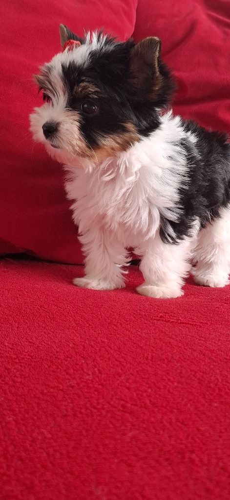 Biewer Yorkshire Terrier suczka rodowod 4 pok. Zhpr Uci