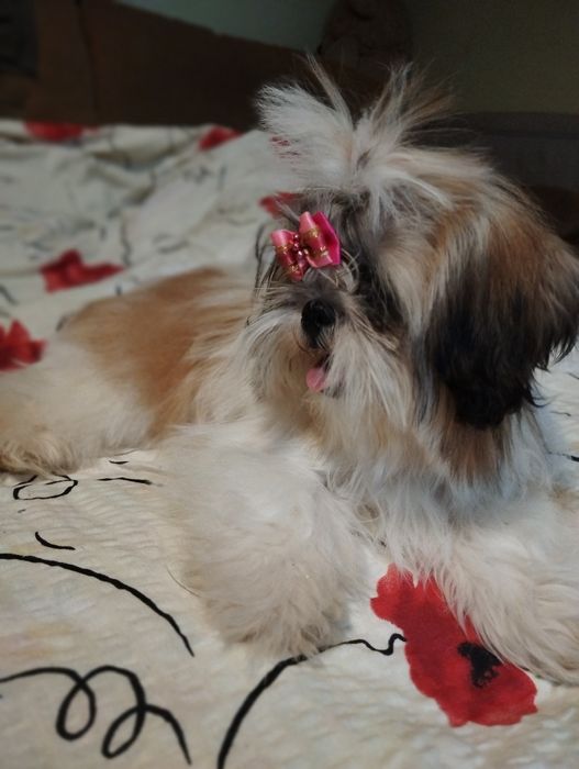 Suczka Shih Tzu z rodowodem