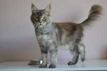 Maine Coon Kotka