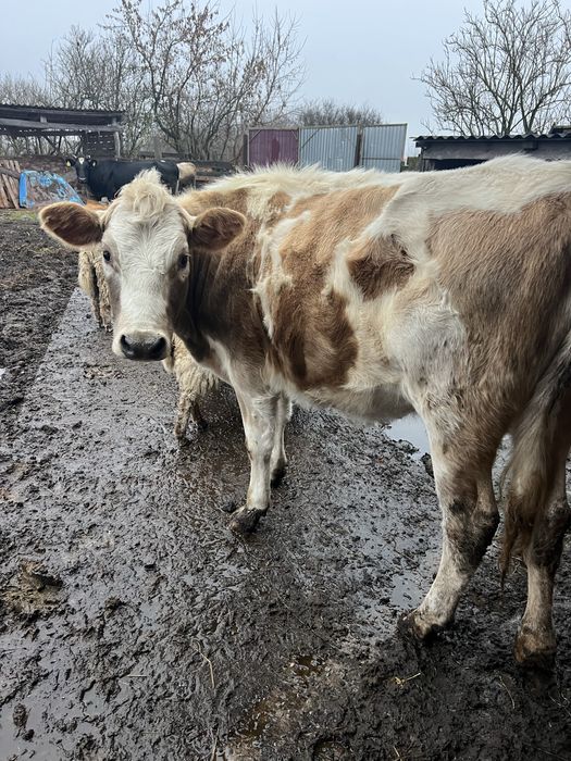 Продаю тільні нетелі червоно рябі від добрих корів