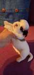 Cachorro Shih-tzu