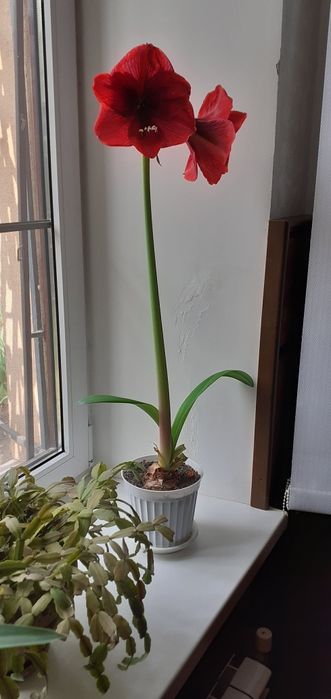 Амарилис красный .
