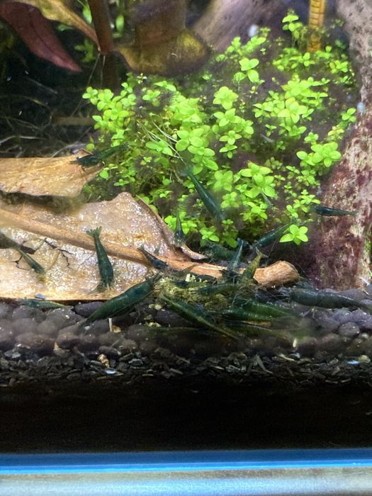 Zielone krewetki neocaridina davidi green jade