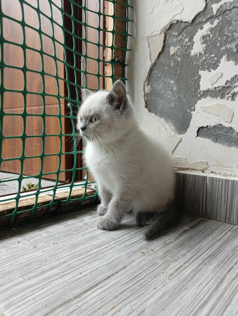 Kot brytyjski kocurek