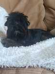 Maleńki piesek Yorkshire Terrier Black and tan
