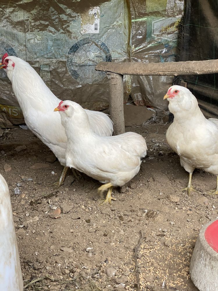 Araucana , faverolles , maran . Galinha Ovos incubaçao