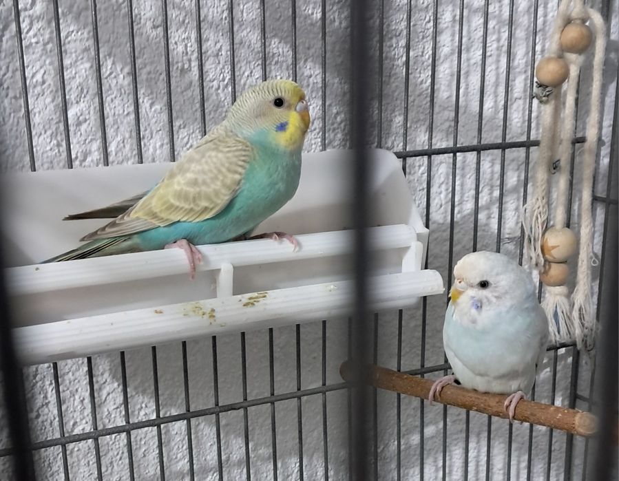 Periquitos fêmeas 2025